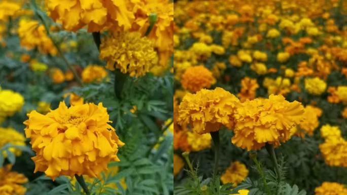 空镜素材：春天来临橙色和黄色的万寿菊开放