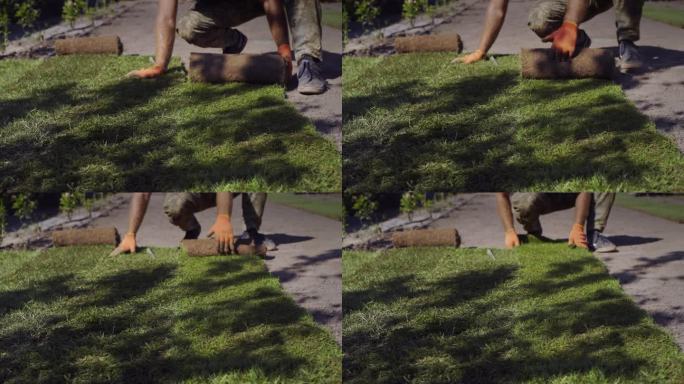 一个男人在地上铺了一块卷好的草坪。用天然草坪快速美化场地