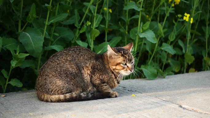 户外纪实氛围感阳光小猫咪