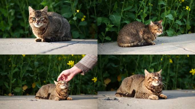 户外纪实氛围感阳光小猫咪