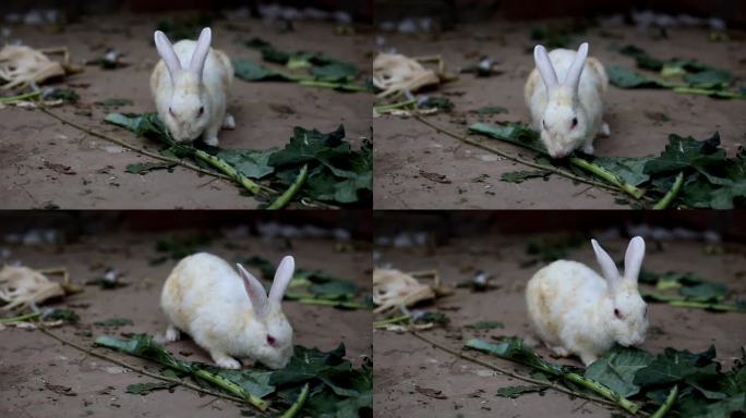 小白兔宝宝正在吃蔬菜植物叶子