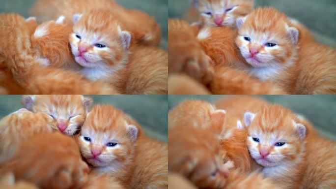 刚出生的小红猫以有趣的姿势睡觉。一群可爱的姜黄色小猫咪。睡个舒适的午觉。舒适的宠物睡在舒适的家里。可