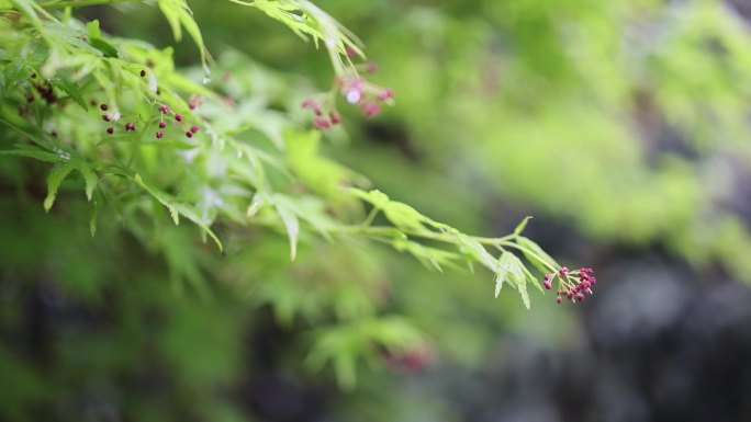 （合集）春天春意盎然百花盛放各种花特写