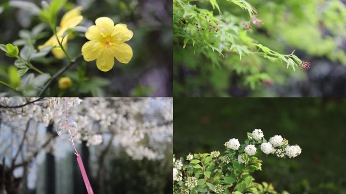 （合集）春天春意盎然百花盛放各种花特写