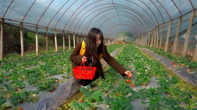 摘草莓 采摘草莓 草莓丰收 田园采摘