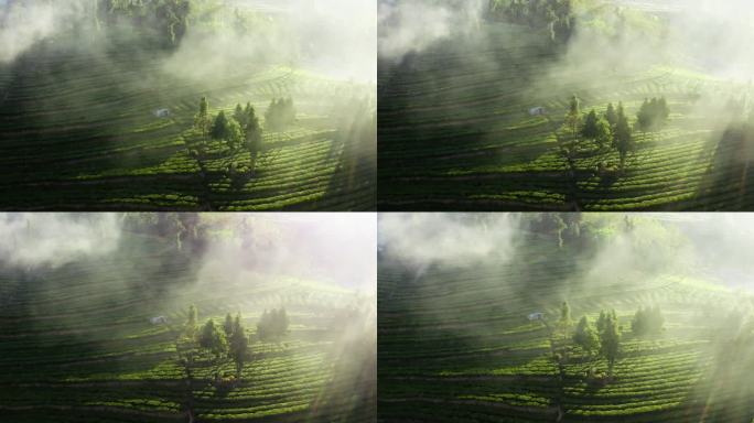 朝阳下云雾缭绕的绿色茶地