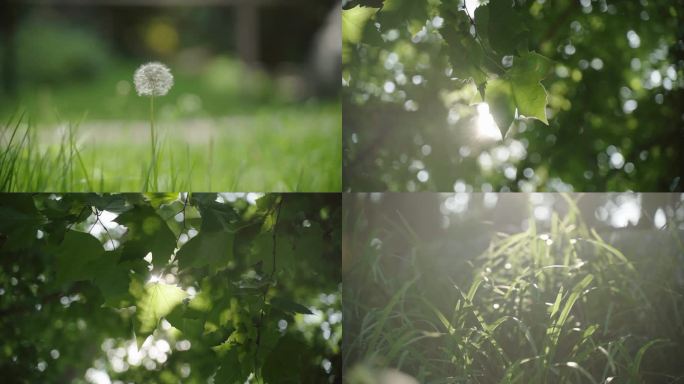 夏天阳光下的植物