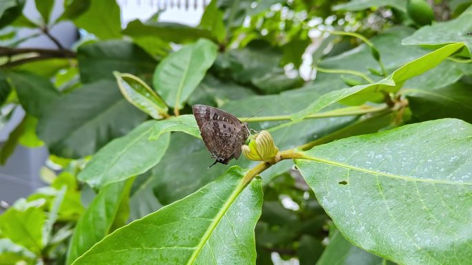 从宏观上看，这是一只栖息在杏仁树叶上的阿帕帕拉、橡树蓝或大闪蝶