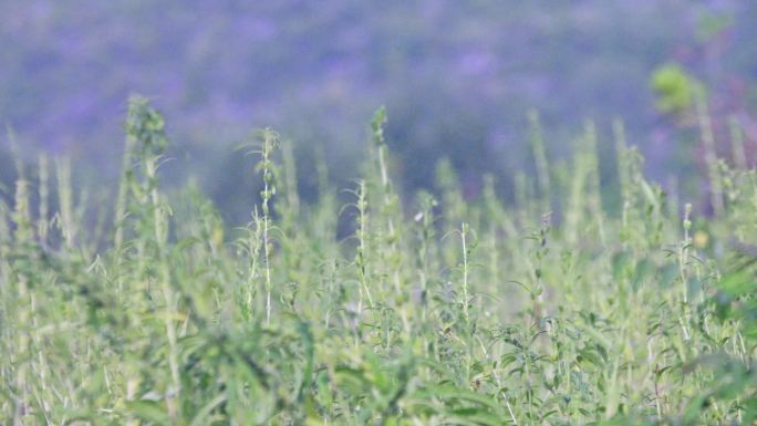 4K芝麻种植成熟收获绿色植物