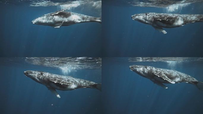 座头鲸的腹部在水下缓慢舞动的光线中闪烁