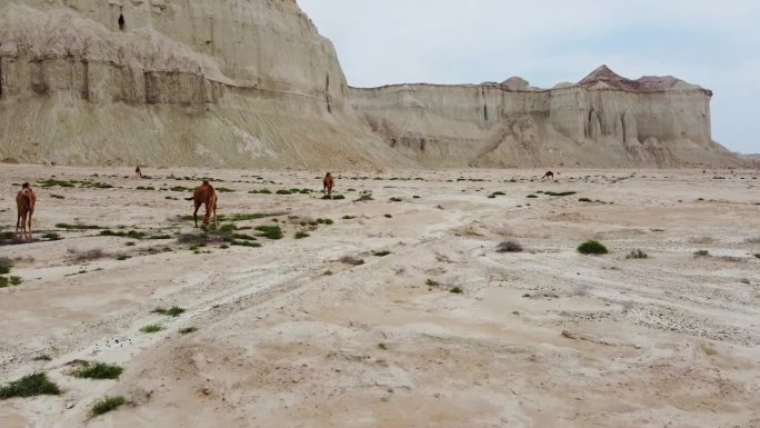骑骆驼放牧沙漠沿海气候近山风蚀地貌悬崖在伊朗自然美景在卡塔尔美丽的自然旅游景点地标风景拍摄