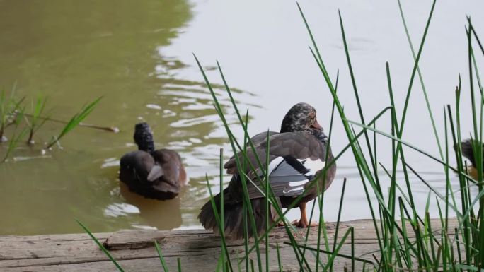 一个人在木头上休息，两只鸭子在水里四处游动，泰国白翅鸭Asarcornis scuulata