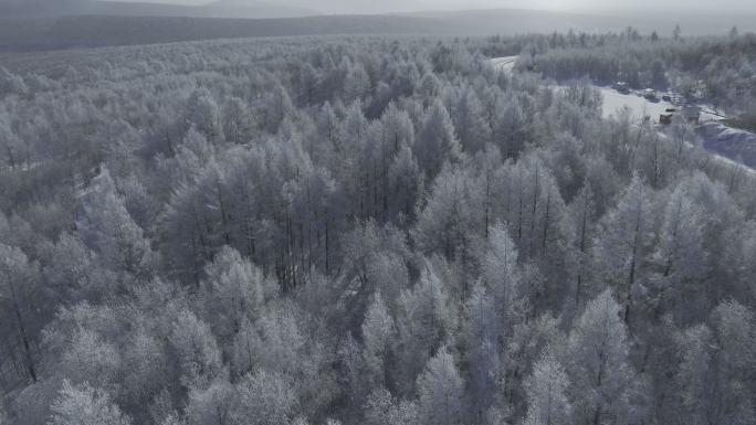 原创冬季松树树林雾凇航拍