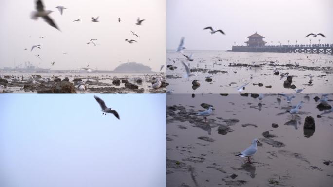 海滩边的海鸟