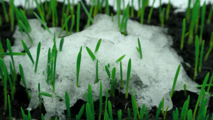 雪冰雪融化春春天种子发芽化雪万物复苏