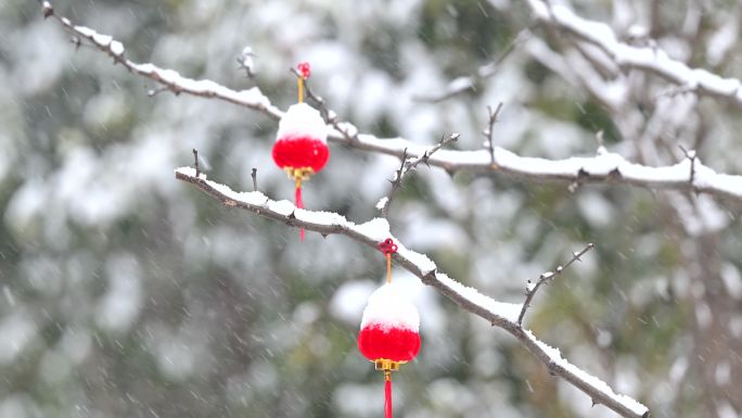 雪中的红灯笼