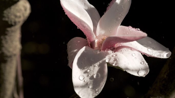 【5K】雨中玉兰花唯美素材，玉兰花慢动作