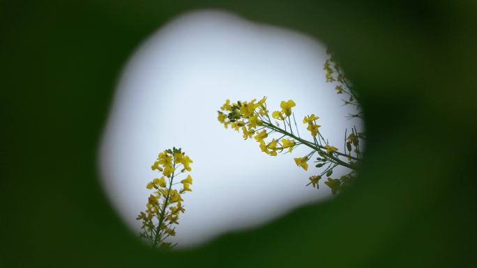 油菜花盛开创意拍摄