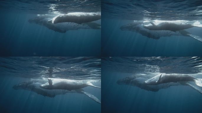 座头鲸幼崽在水面上漂浮，腹部向上，水下慢动作