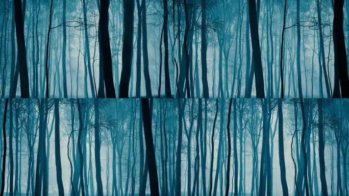 薄雾笼罩的森林在日落时分营造出一种怪异的气氛。