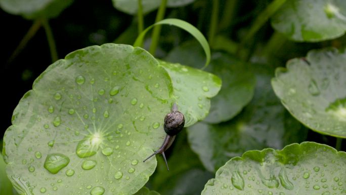 雨后荷叶爬行的蜗牛