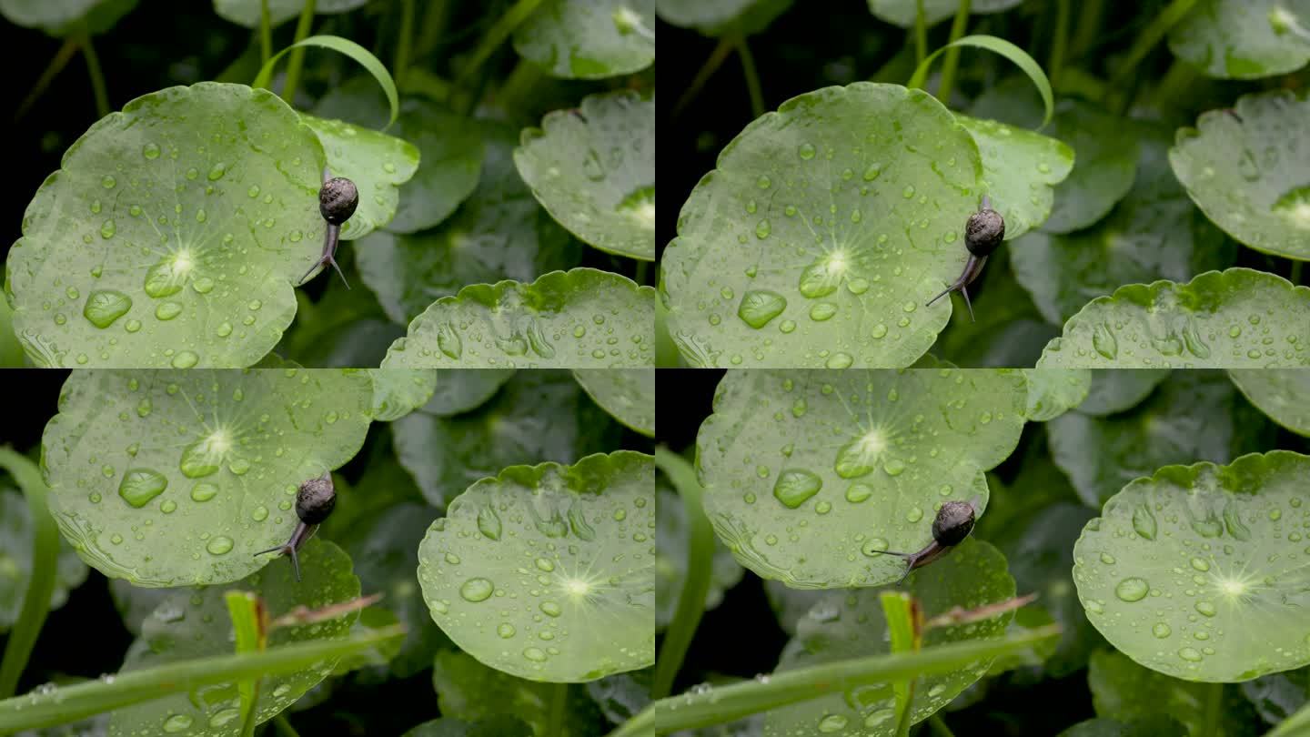 雨后荷叶爬行的蜗牛