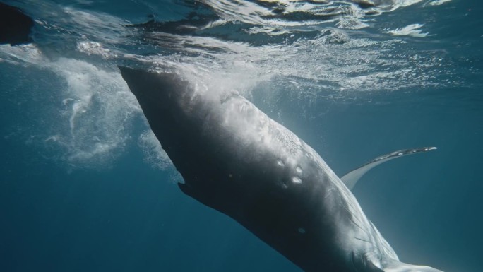 座头鲸带着吸虫在水下浮出水面，露出白色的腹部