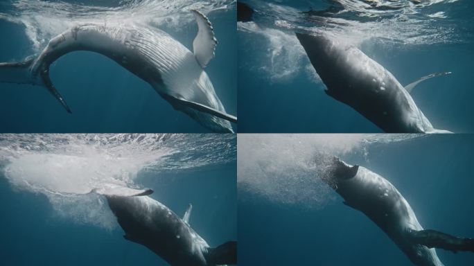 座头鲸带着吸虫在水下浮出水面，露出白色的腹部