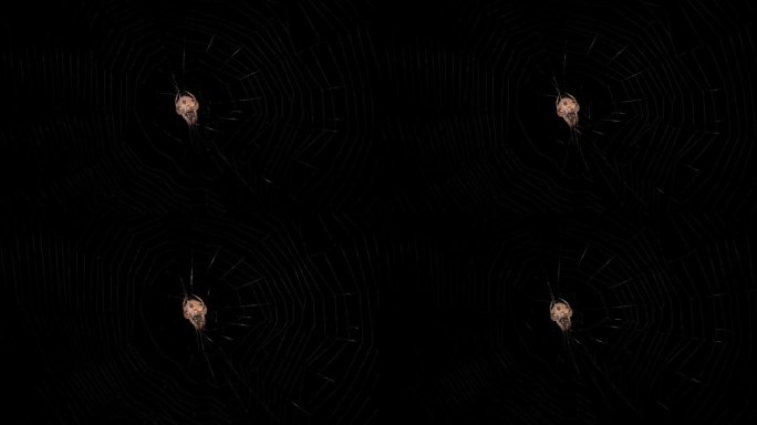 一只蜘蛛在黑暗中静静地栖息在网中等待猎物的特写镜头