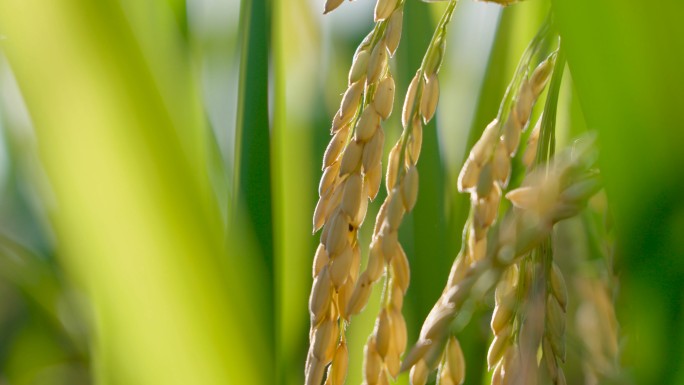 【原创】水稻稻谷稻穗稻田粮食丰收乡村振兴