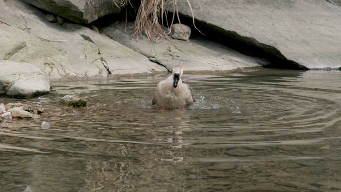 夏天里的灰鹅在水坑里洗澡清凉一夏