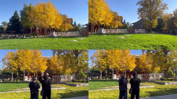 深秋，银杏树以及拍摄影的人
