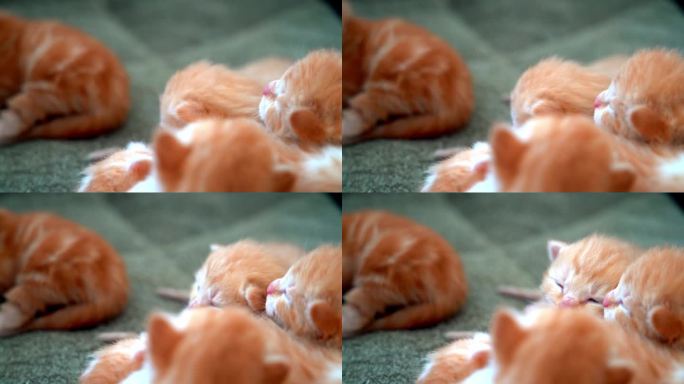 刚出生的小红猫以有趣的姿势睡觉。一群可爱的姜黄色小猫咪。睡个舒适的午觉。舒适的宠物睡在舒适的家里。可
