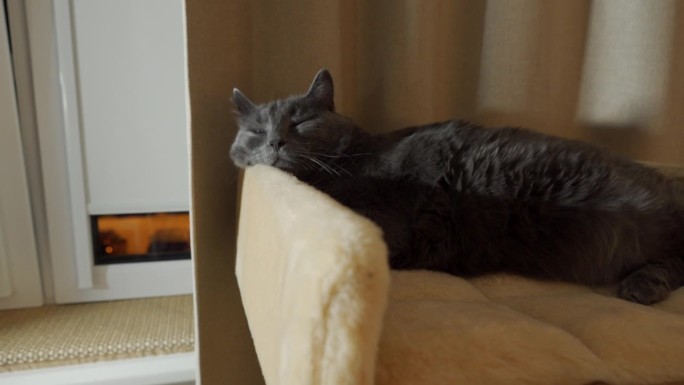 大胖灰猫躺在大剑麻抓桩树床上休息。冬天的晚上，家猫在猫床上打盹。