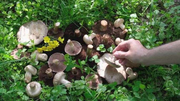 许多蘑菇冠军躺在草地上