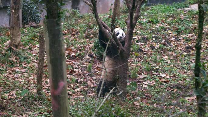 大熊猫熊猫玩耍