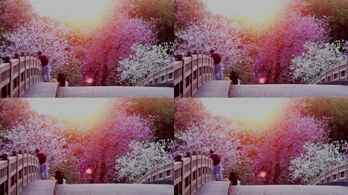 夕阳下看花的路人