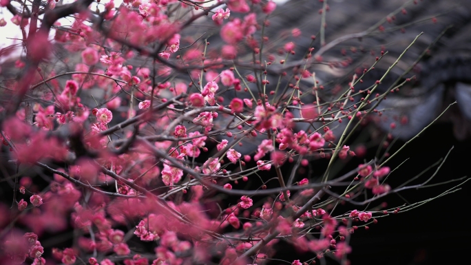 春分时节苏州园林里的红色梅花