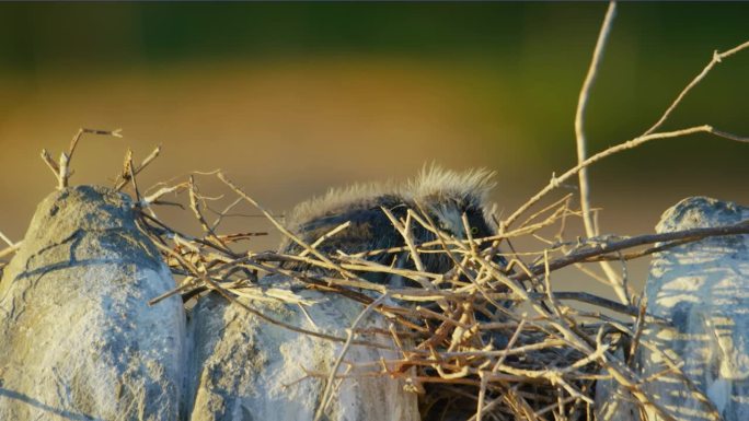 灰鹭(Ardea cinerea)的小鸡在巢中玩耍