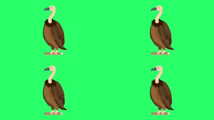 动画秃鹫隔离绿色背景。