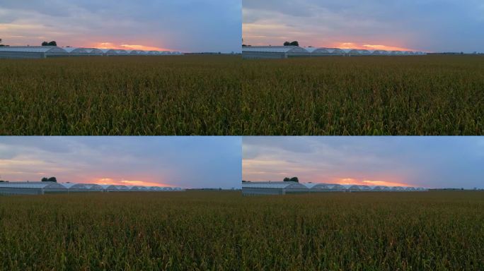 黄昏时分，多云天空下绿色麦田温室的空中无人机镜头