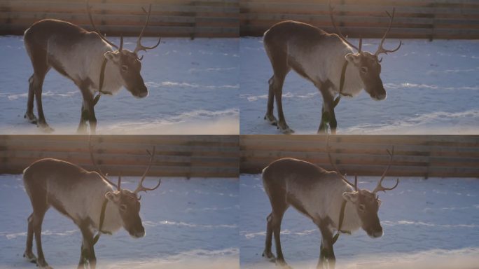 在寒冷的冬日里，可爱的小驯鹿在白雪皑皑的鹿场吃草。角鹿站着看镜头，没有人。