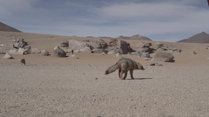 culpeo, Lycalopex culpaeus，也叫安第斯狐，是一种原产于玻利维亚安第斯山脉高