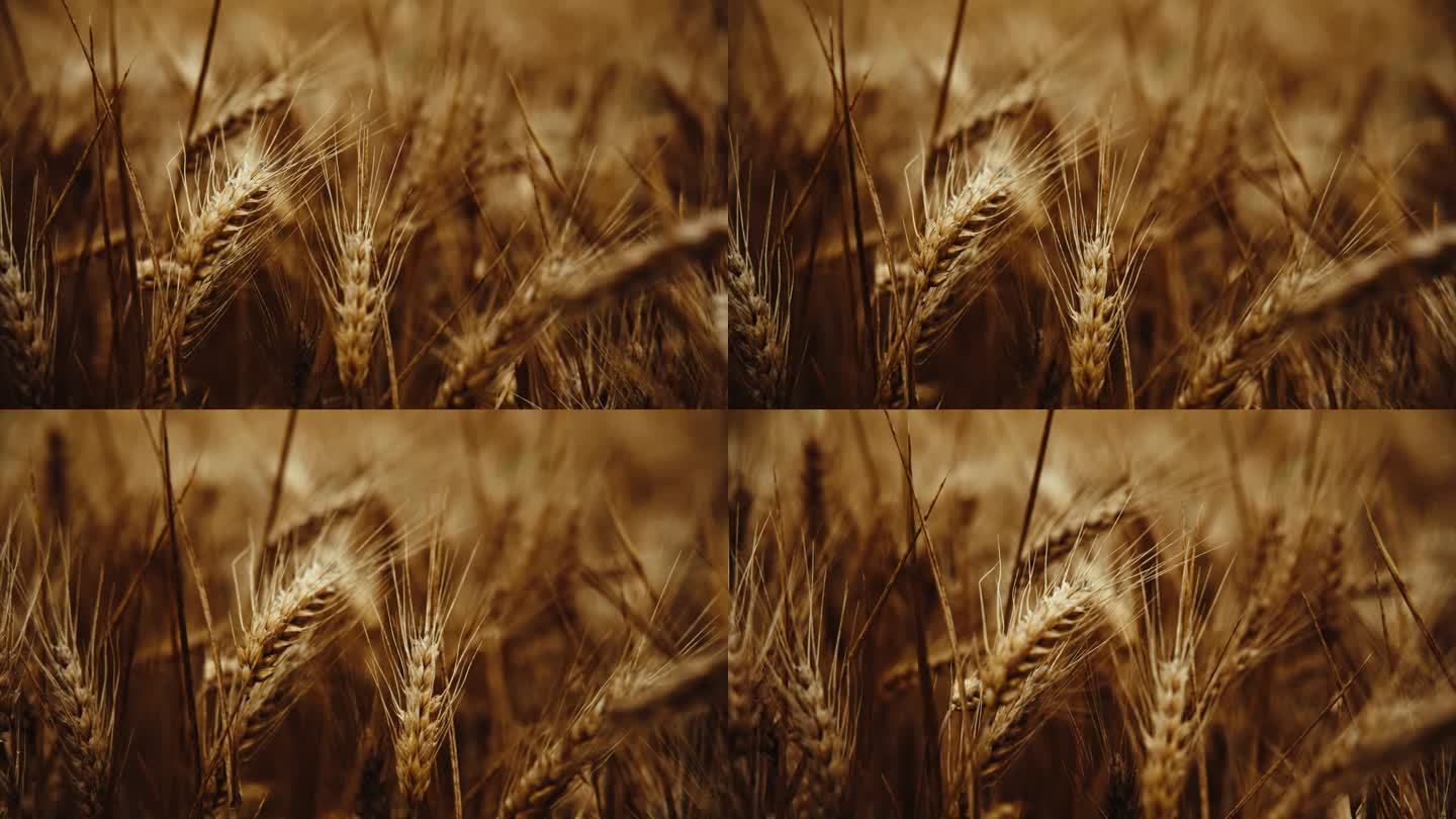 农田里小麦作物的宁静景象