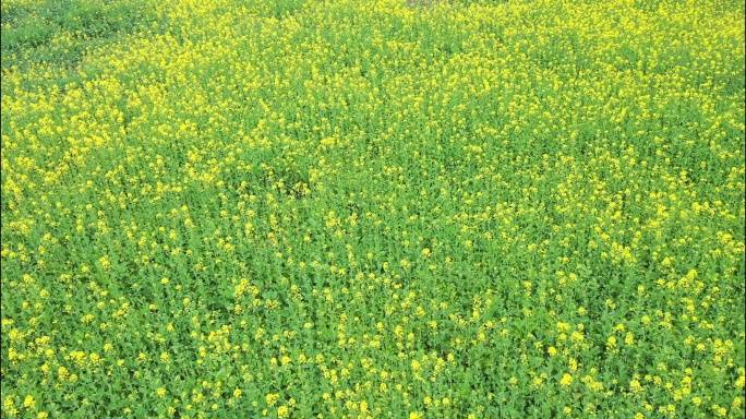 航拍油菜花田花海 宣传片用空景4K