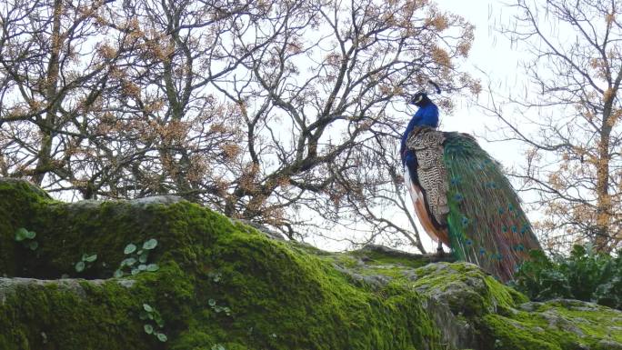 孔雀、孔雀或孔雀，生活在公园里五颜六色的尾羽姿态优雅。