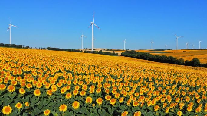 空中捕捉美丽:女子拍摄向日葵和风力涡轮机在农村的辉煌