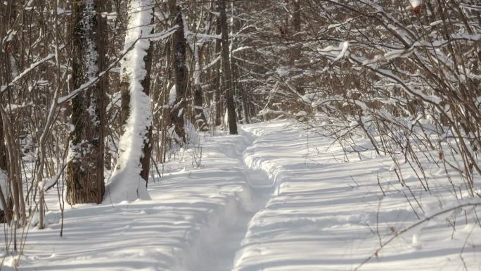 冬天的森林里有一条小路，一直延伸到森林深处