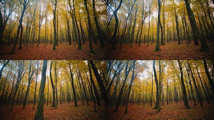 阳光明媚的秋天，森林中高大树木的跟踪拍摄