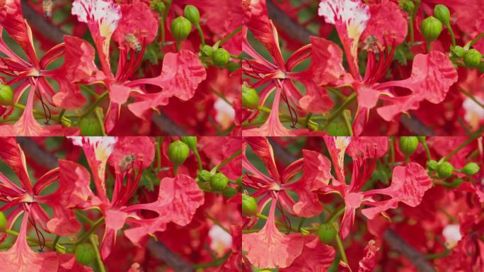 华丽的或帝王狄龙尼红色花朵特写。美丽的热带火焰树花。皇家Poinciana树